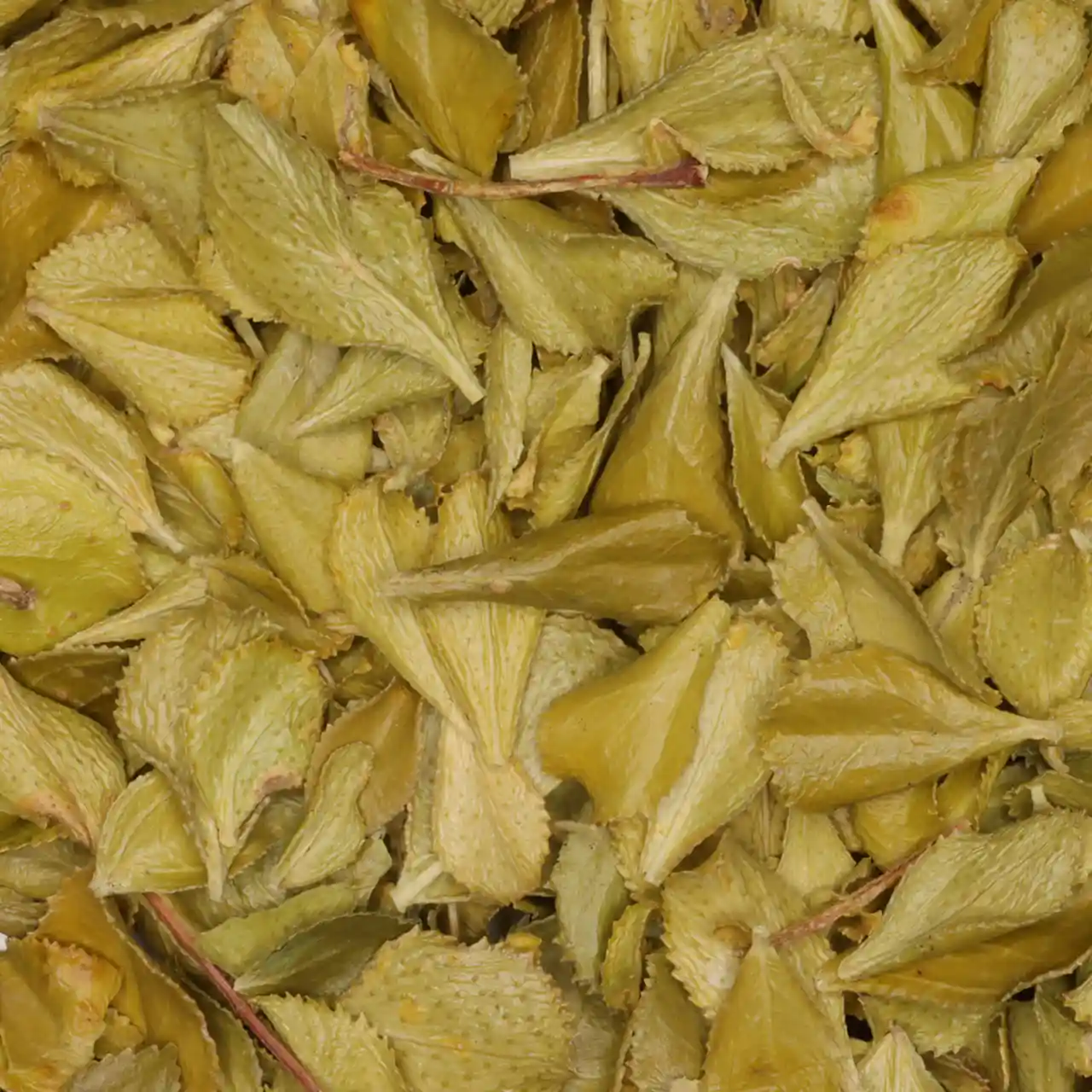 Buchu van De Theefabriek, 1x 1 kg